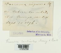 Puccinia caulicola image