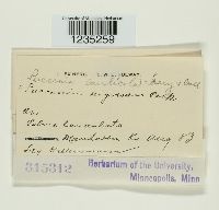 Puccinia caulicola image