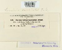 Puccinia caulicola image