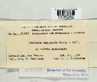 Puccinia caulicola image