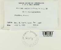 Puccinia caulicola image