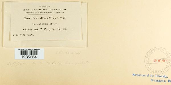 Puccinia caulicola image