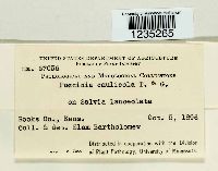 Puccinia caulicola image