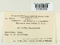 Puccinia caulicola image