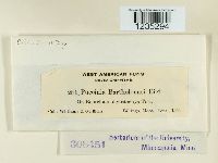 Puccinia chloridis image