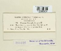 Puccinia chloridis image