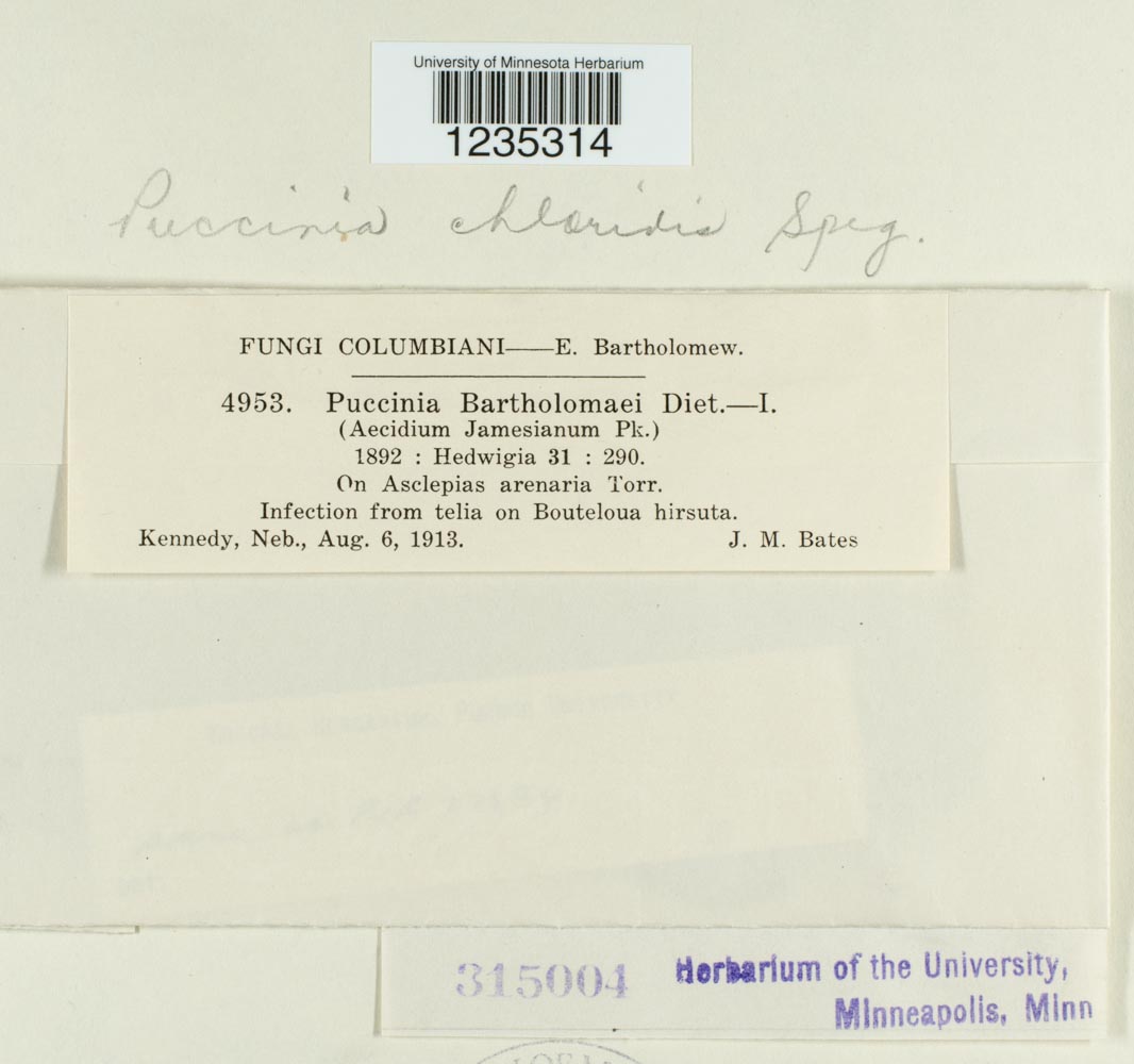 Puccinia chloridis image