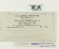 Puccinia chloridis image