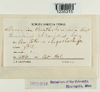 Puccinia chloridis image