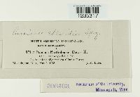 Puccinia chloridis image