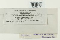 Puccinia chloridis image