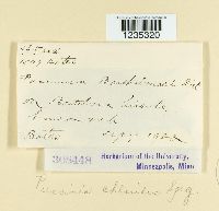 Puccinia chloridis image