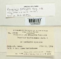 Puccinia chloridis image