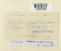 Puccinia chrysanthemi image