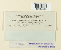 Puccinia chrysanthemi image