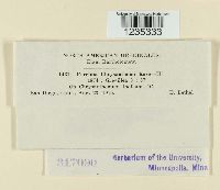 Puccinia chrysanthemi image