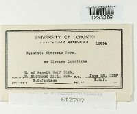 Puccinia circaeae image