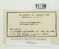 Puccinia circaeae image