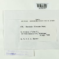 Puccinia circaeae image