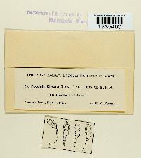 Puccinia circaeae image