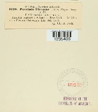 Puccinia circaeae image