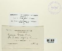 Puccinia circaeae image