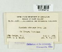 Puccinia circaeae image