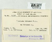 Puccinia circaeae image