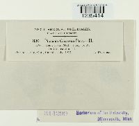 Puccinia circaeae image