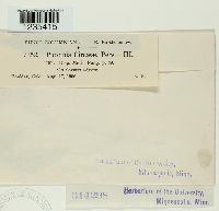 Puccinia circaeae image