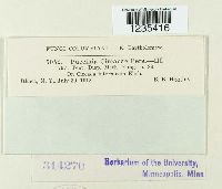 Puccinia circaeae image