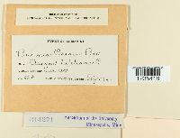 Puccinia circaeae image