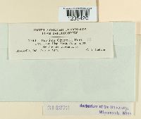 Puccinia circaeae image