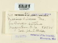 Puccinia circaeae image