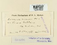 Puccinia circaeae image