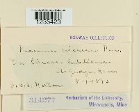 Puccinia circaeae image