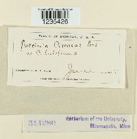 Puccinia circaeae image