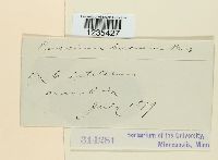 Puccinia circaeae image