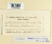 Puccinia circaeae image