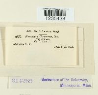 Puccinia circaeae image