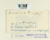 Puccinia circaeae image