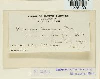 Puccinia circaeae image