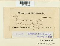 Puccinia circaeae image