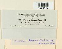 Puccinia circaeae image