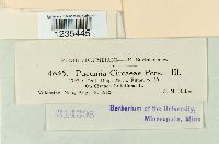 Puccinia circaeae image