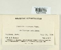 Puccinia circaeae image