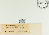 Puccinia circaeae image