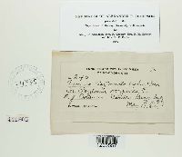 Puccinia claytoniata image