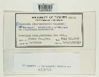 Puccinia claytoniata image