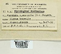 Puccinia clematidis image